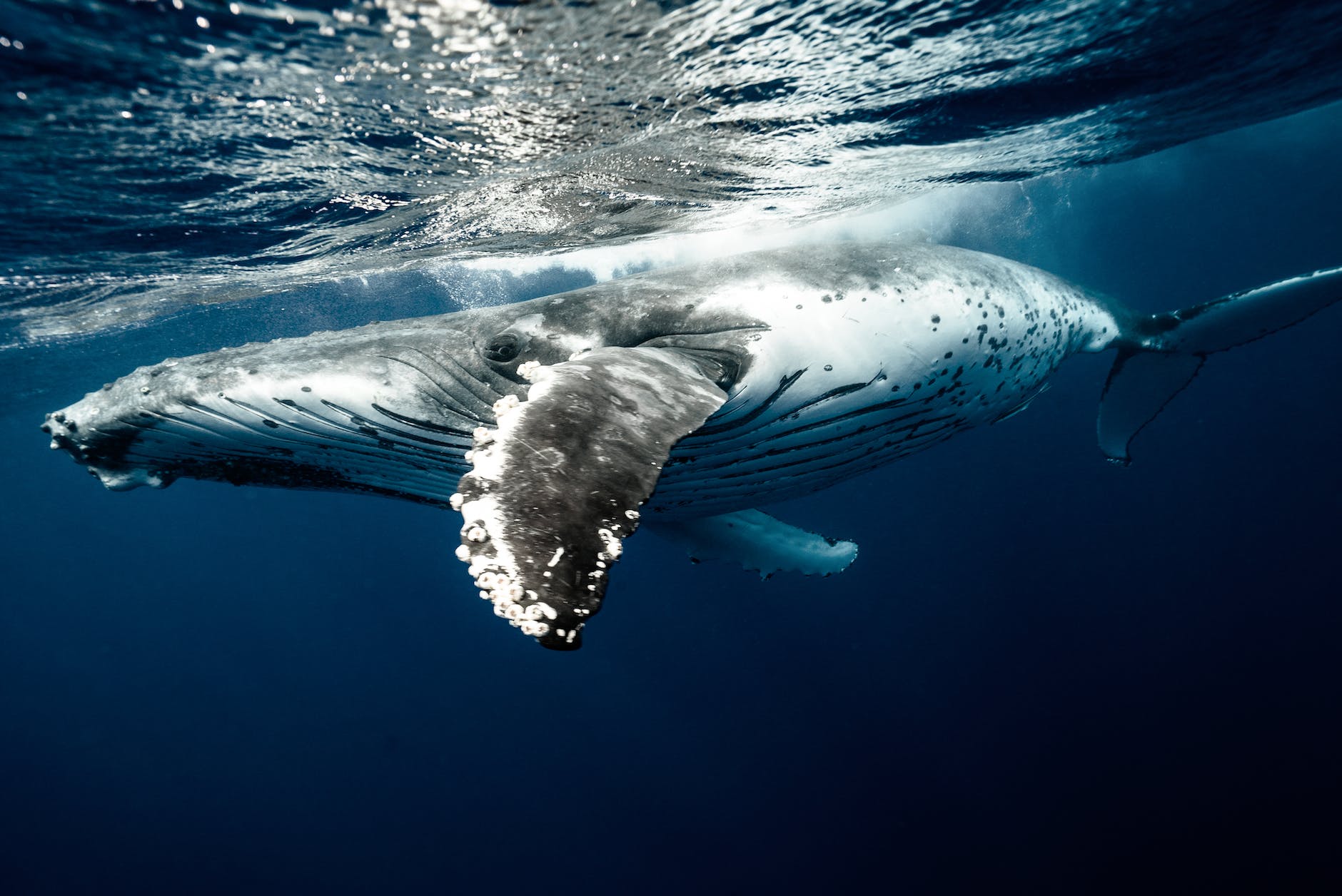Bizarre Science: “Ring Ring… Whale, Hello!” 