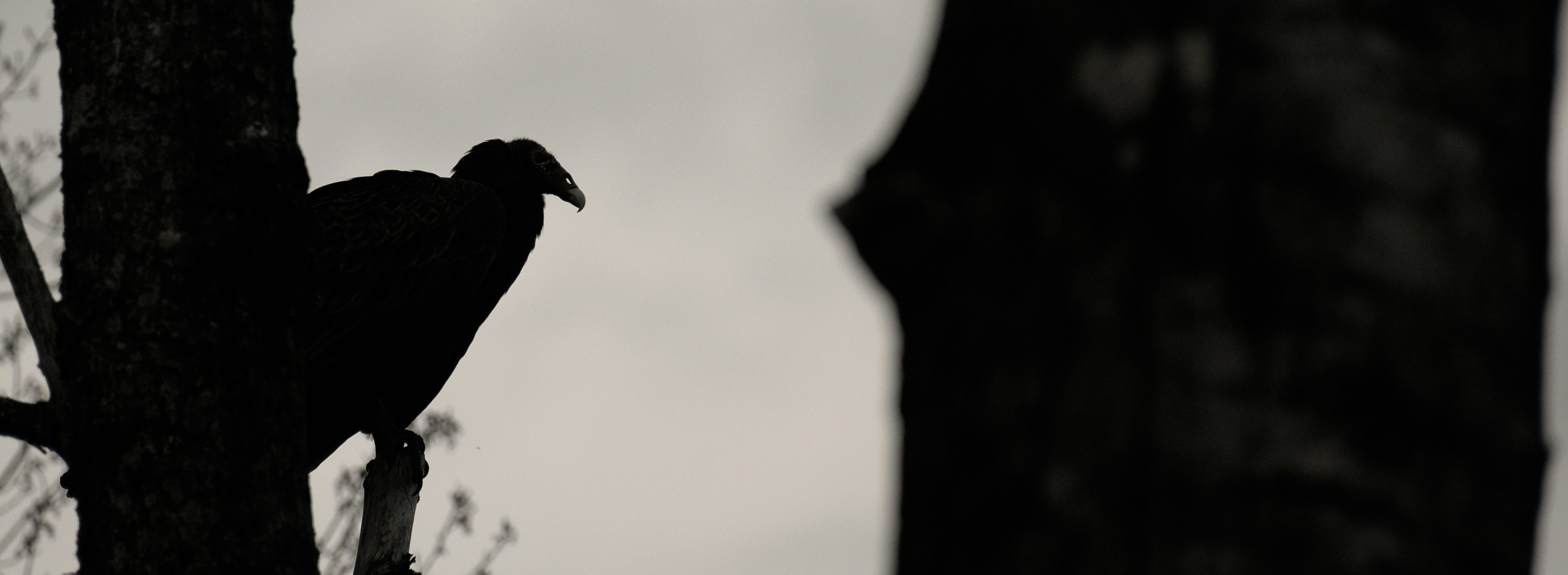 A Review of Vultures 2 by Kanye West & Ty Dolla $ign