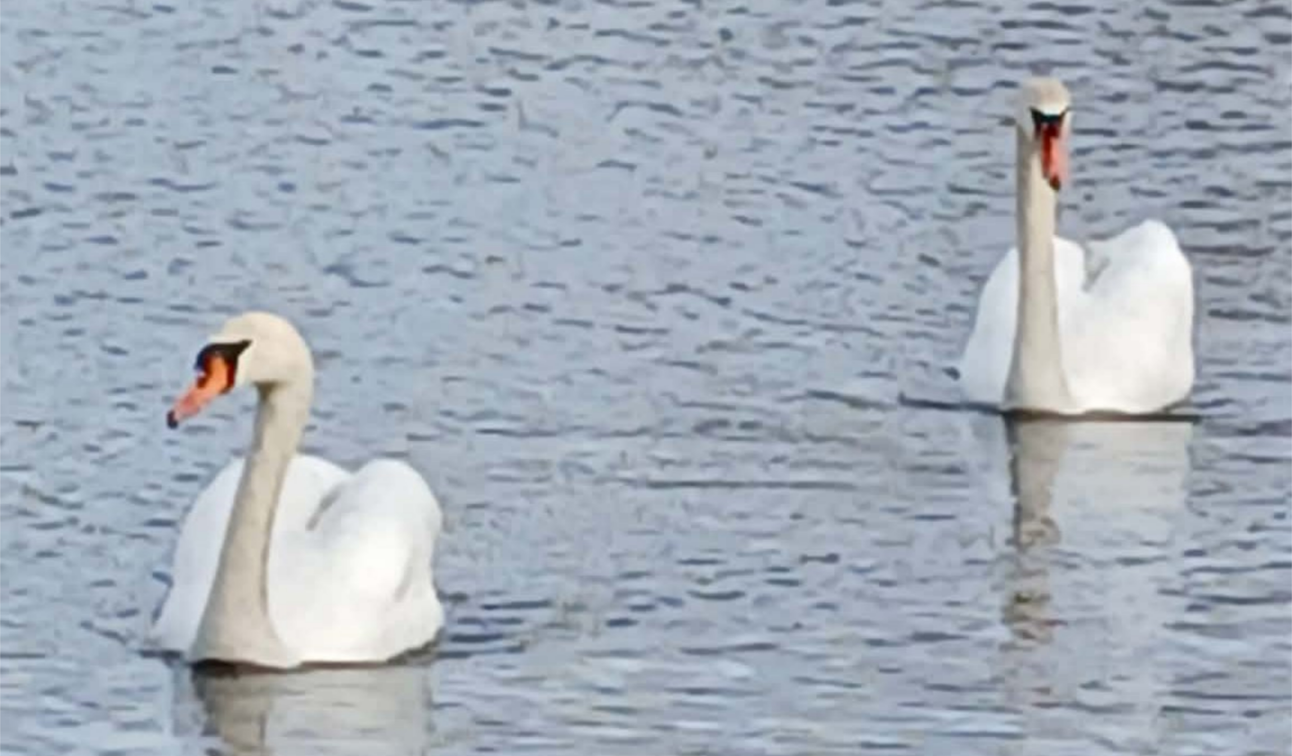 Image of two swans floating on water, The water is a dark grey nearly blue colour and the two swans are looking at the camera.