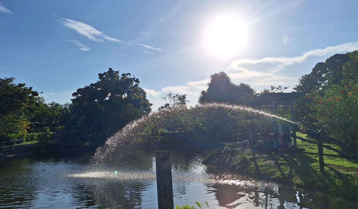 An arc of water from a pipe and a bright sun, surrounded by greenery