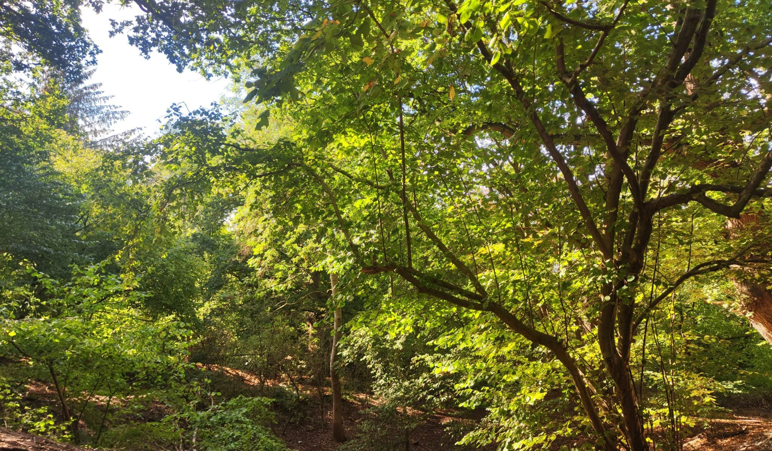 Nature photo
